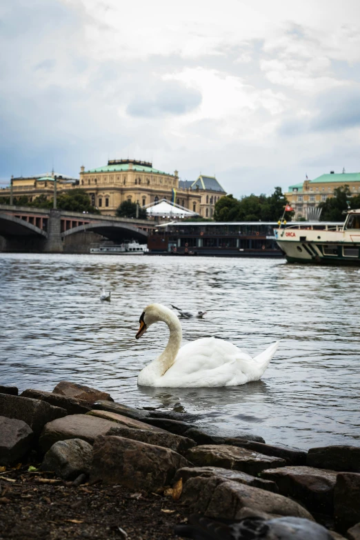 a swan swims in the water of the lake in front of the large city