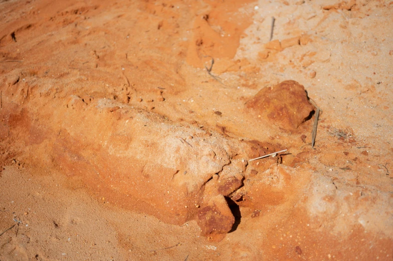 a brown substance on dirt is near an animal tracks