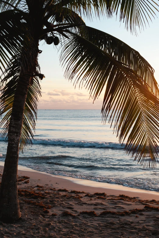 a view from the beach with a palm tree in front