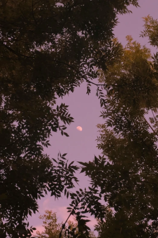 a view through the leaves on a tree with the moon above it