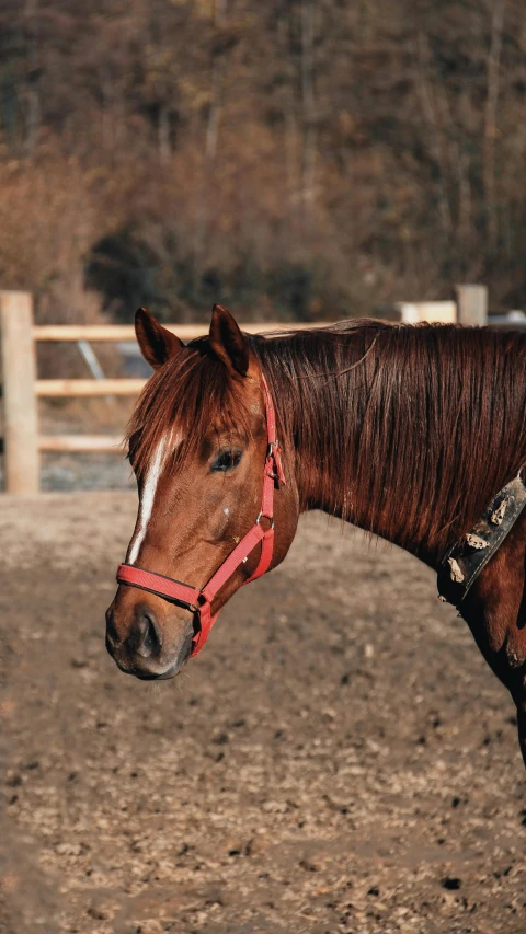 a brown horse with a white spot on his face and nose