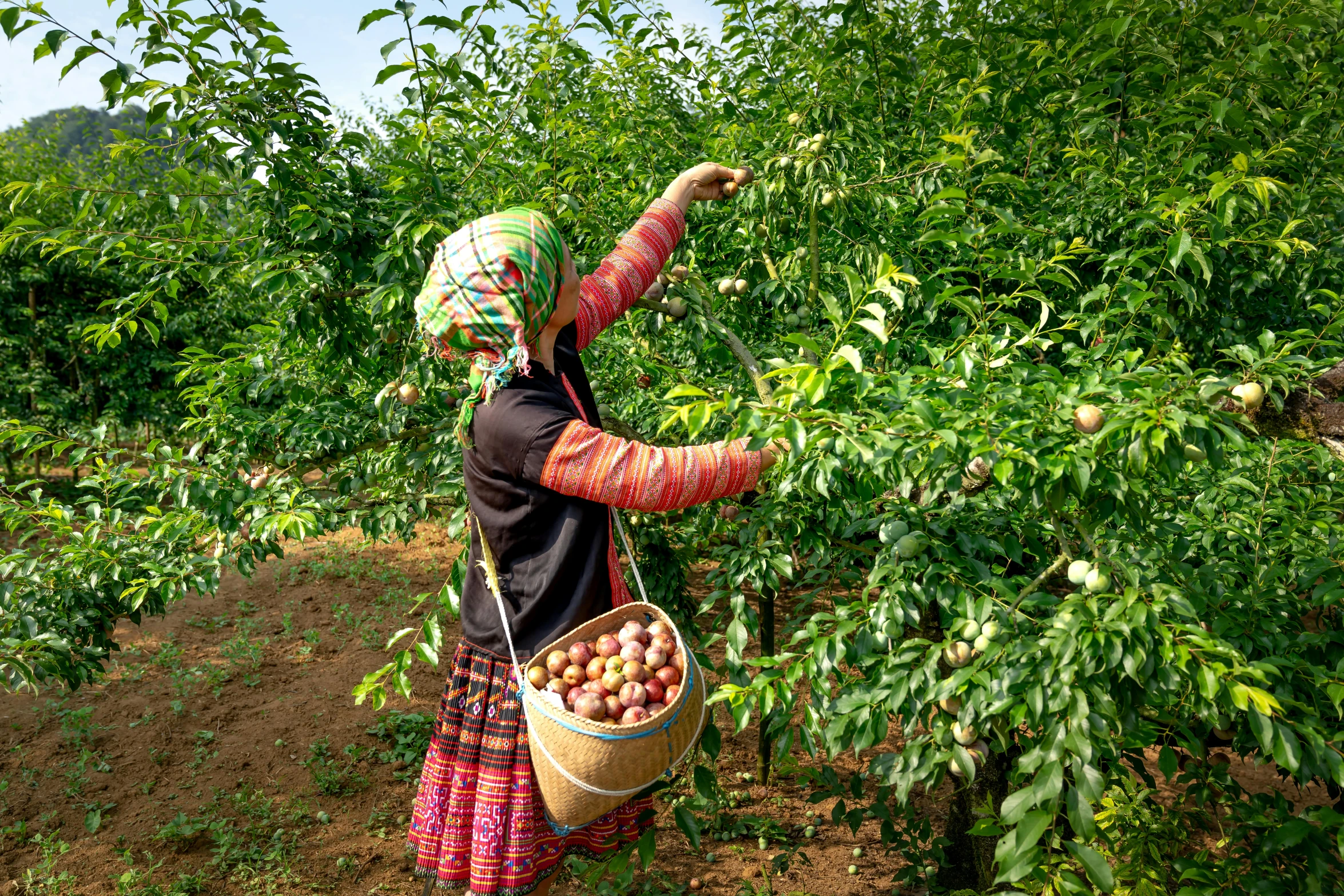 a woman picks up potatoes from the bush