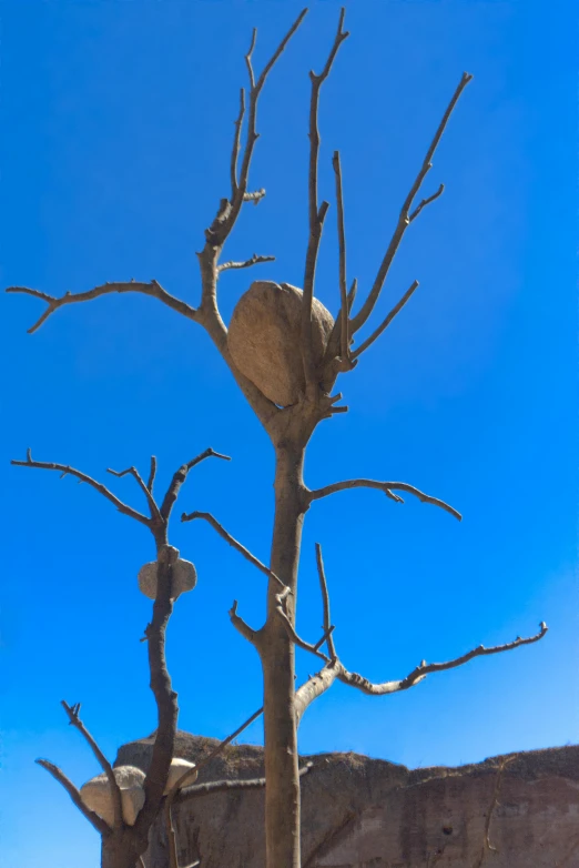 a rock balanced on top of a tree