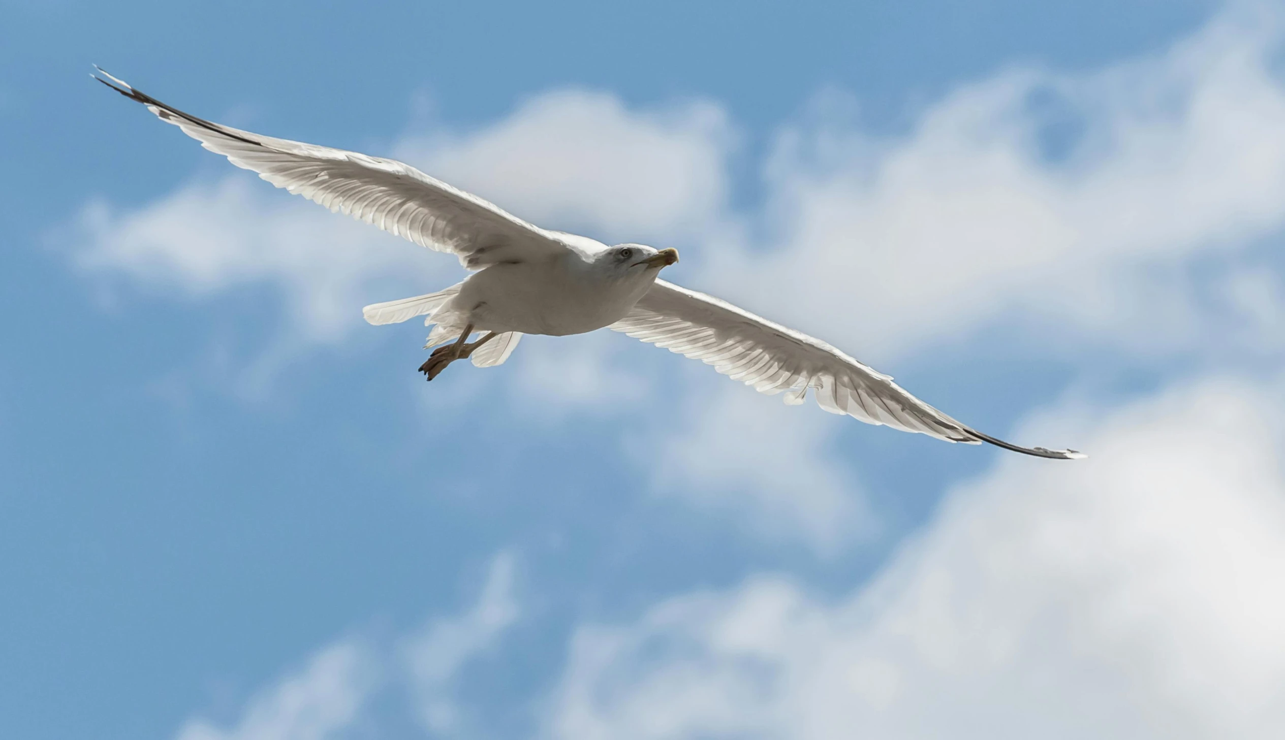 seagull in flight against a cloudy blue sky