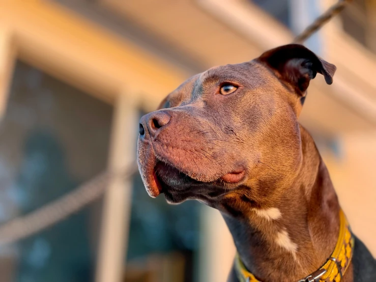 a dog looking up at soing outside