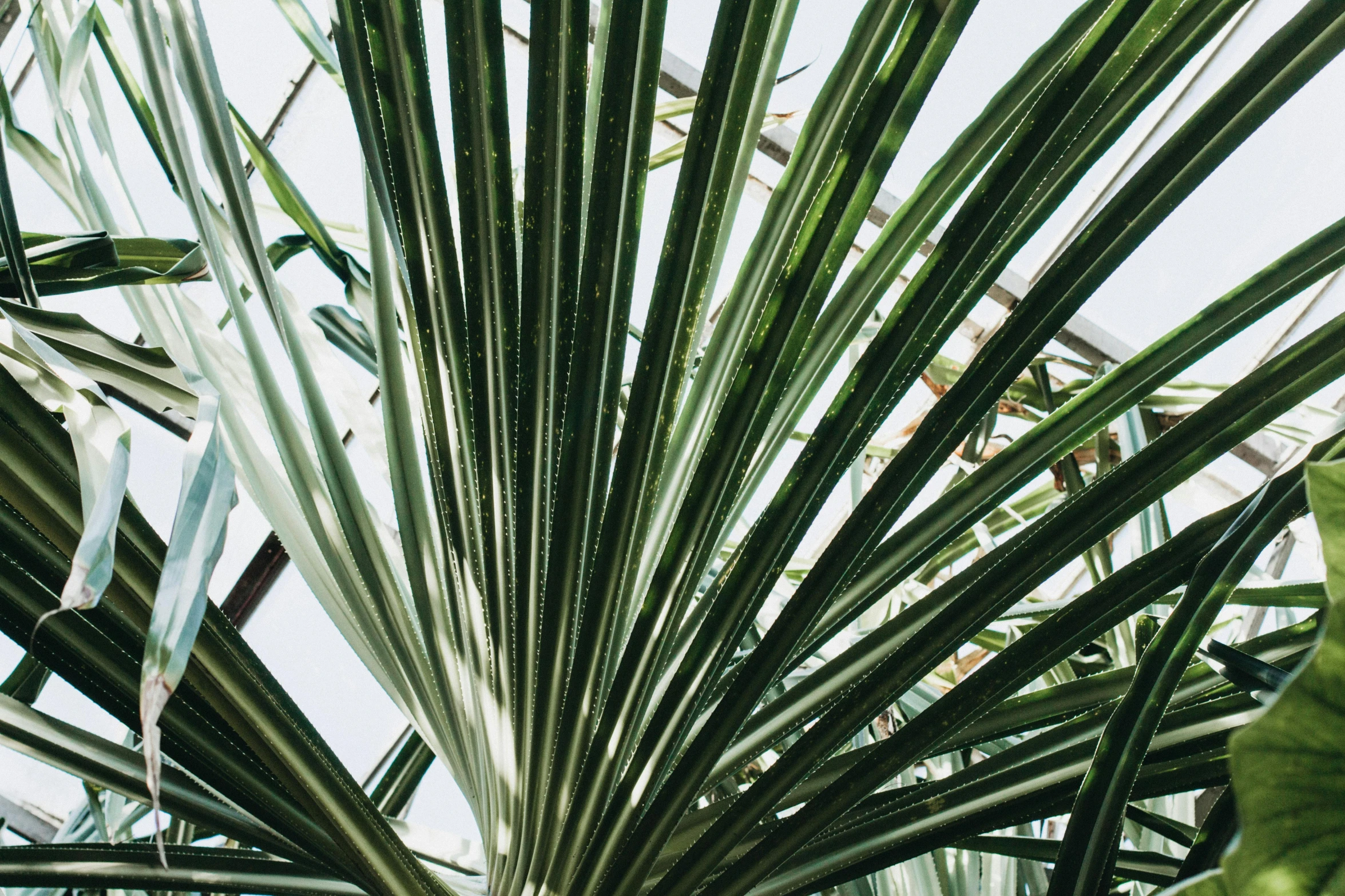 a large green leaf on top of a plant