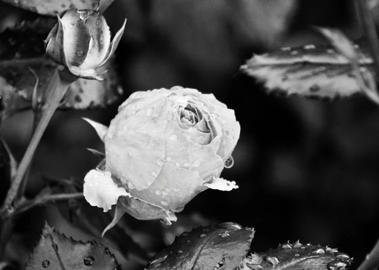 a black and white po of water droplets on a rose