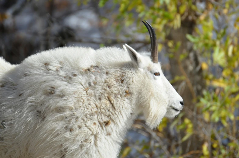 an animal with big horns standing in the snow