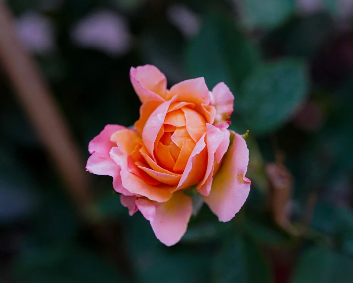 a close up po of a single pink rose