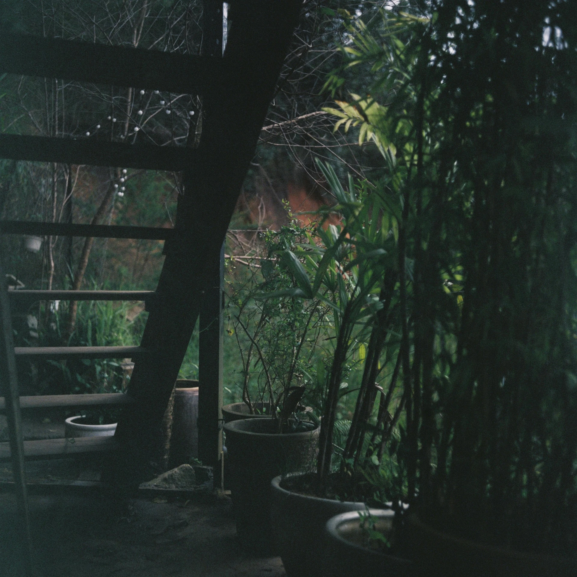 several potted plants in an outdoor setting