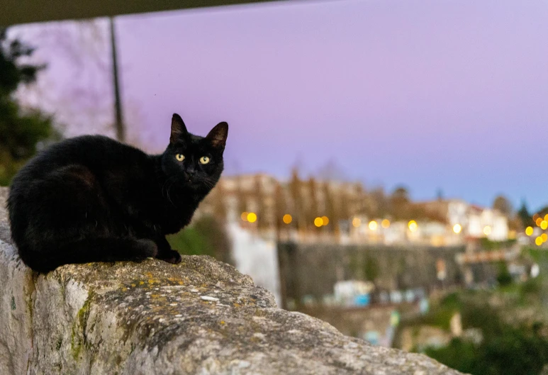 a black cat sitting on top of a rock next to a tree