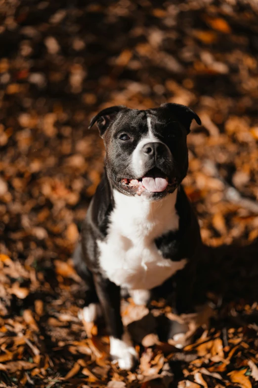 the dog is sitting in the leaf covered ground