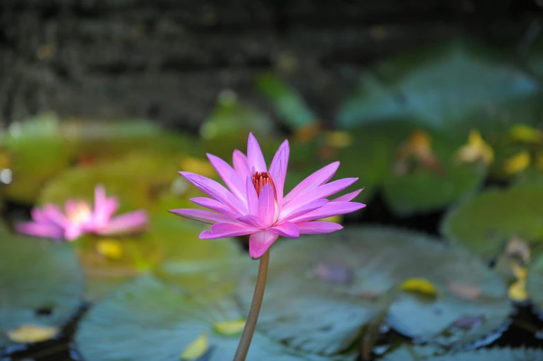 purple flowers are in bloom by some water lilies