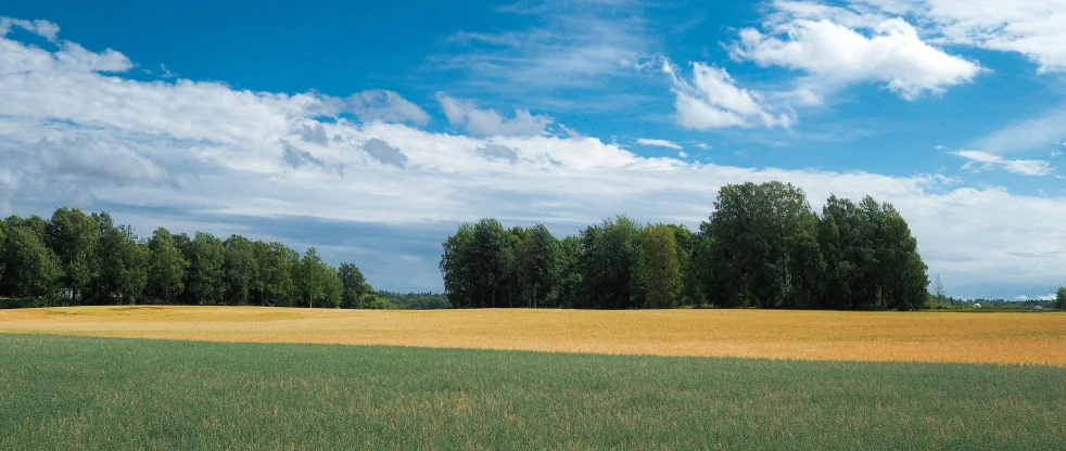 a field that has a lot of green grass