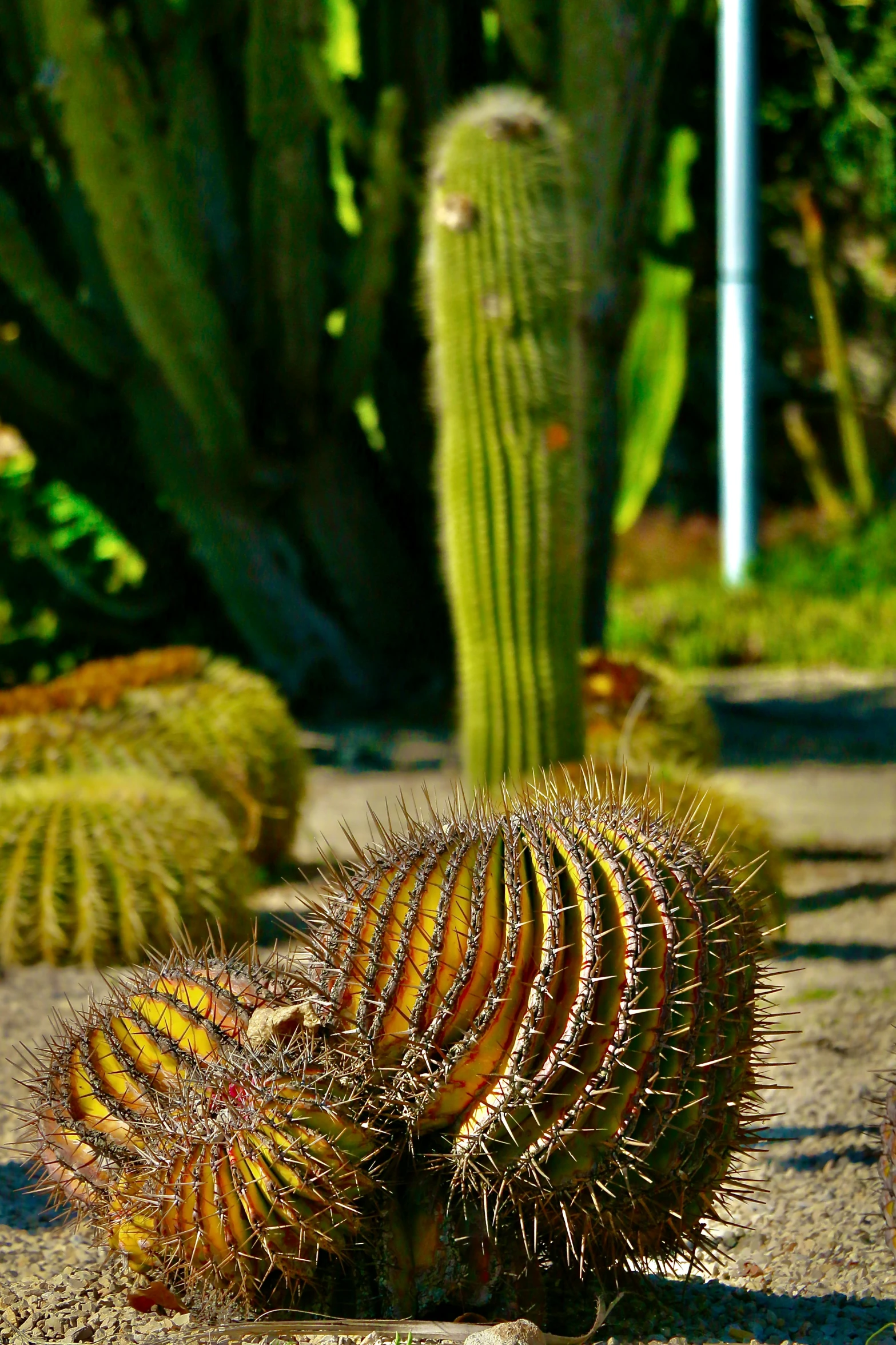 the large cactus is by itself on the sidewalk