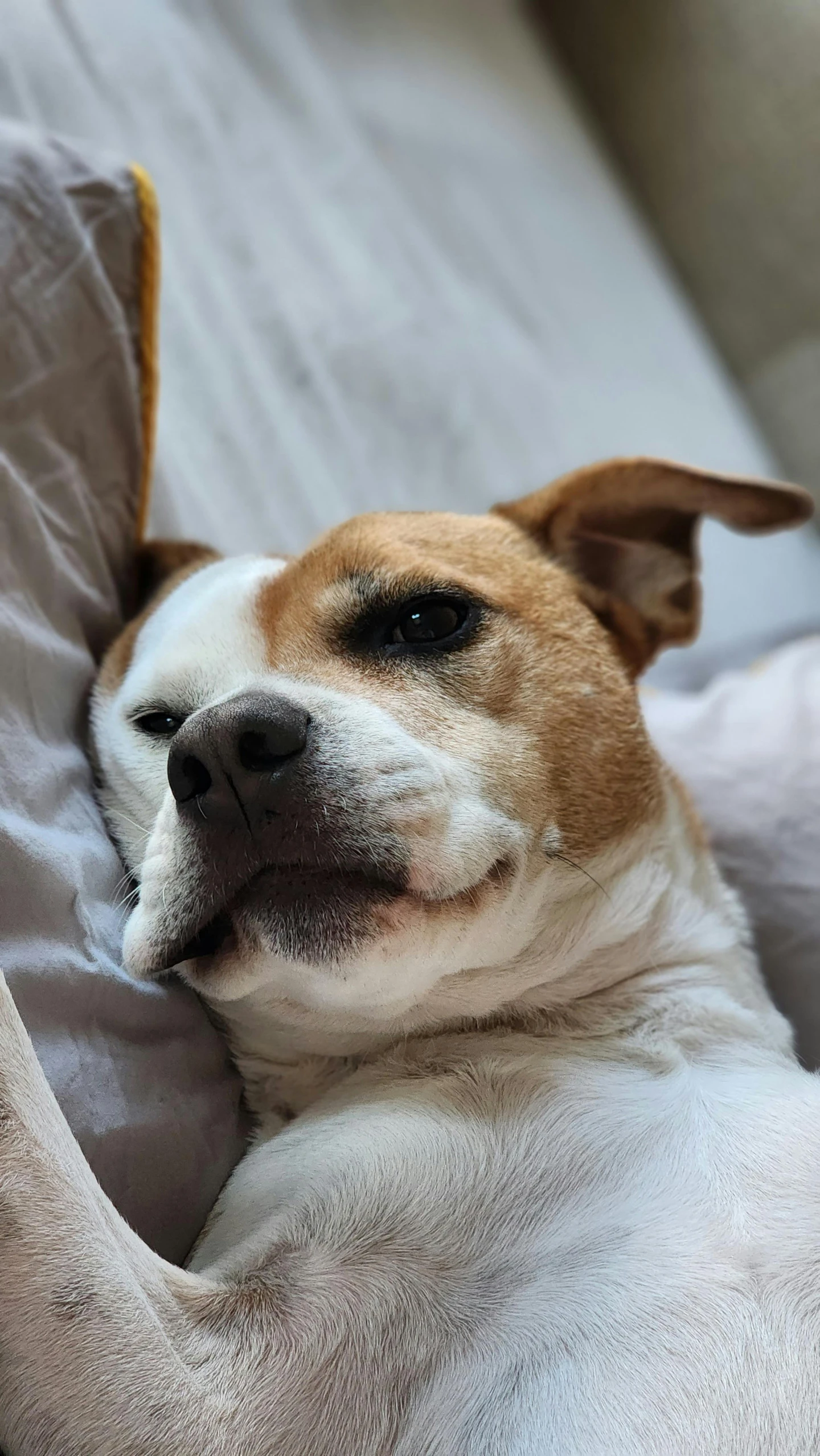 a small dog lays on the couch cushion