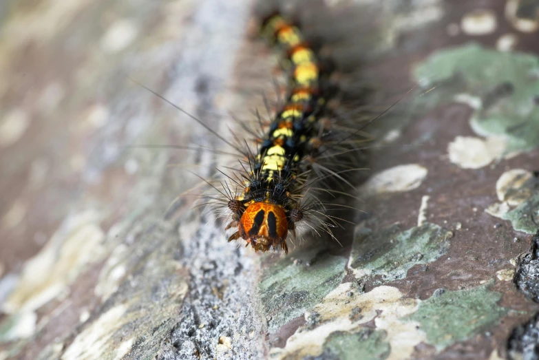 a very pretty little orange and black moth