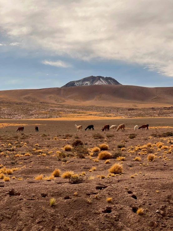 several horses grazing in a dry, grass covered plain