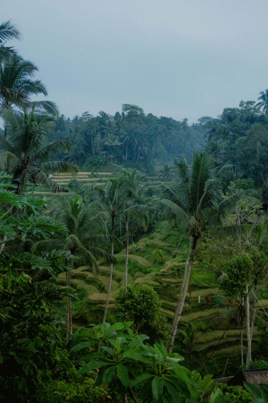 the lush green jungle with trees and a sky background