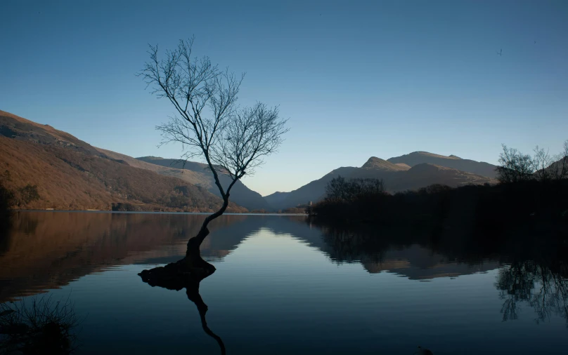 a lone tree growing from the shore of a lake