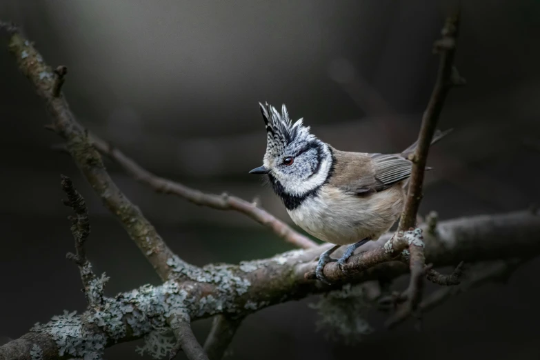 a bird on a tree nch with gray and white markings