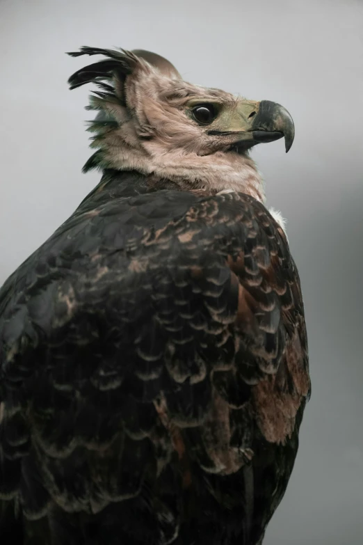 a brown and white bird is shown with black feathers