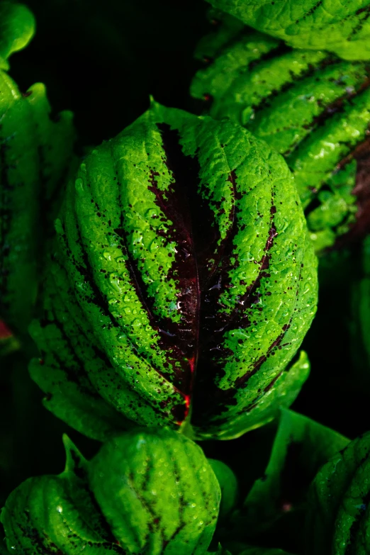 a fern plant with dew drops in the top