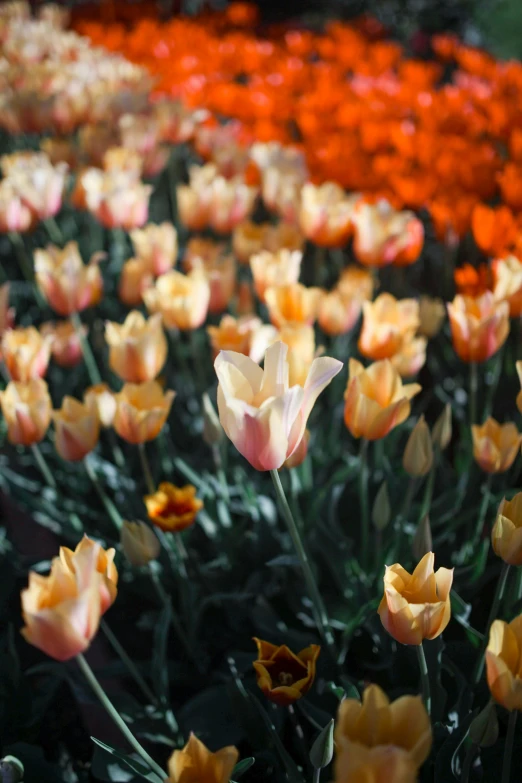 flowers in front of a number of orange and red flowers