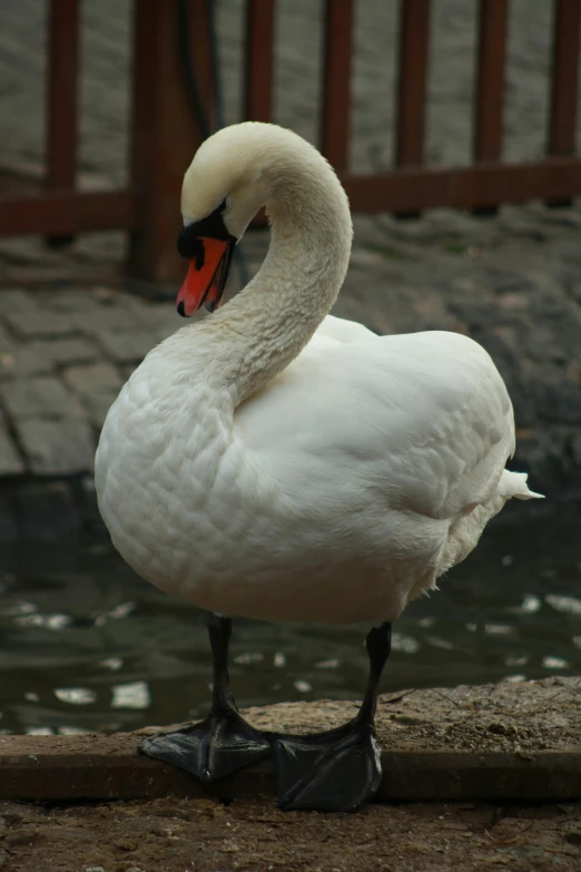 a white duck standing in front of some water