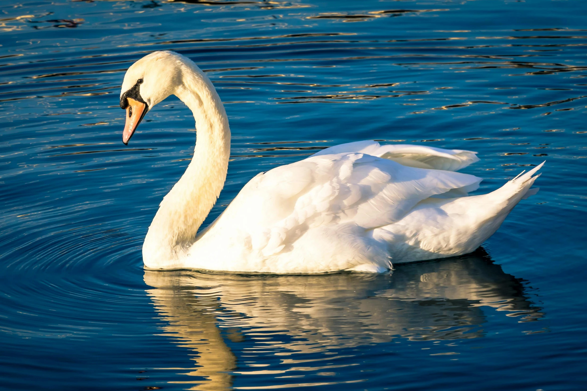 a swan that is swimming in some water