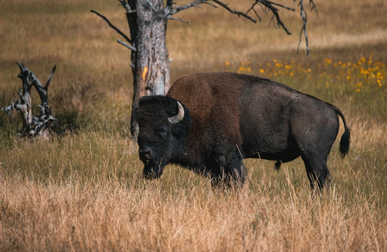 the buffalo is walking through the grassy plains