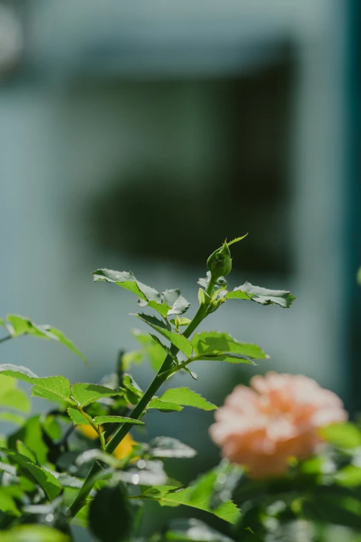 an orange flower sits out on the top of the plant