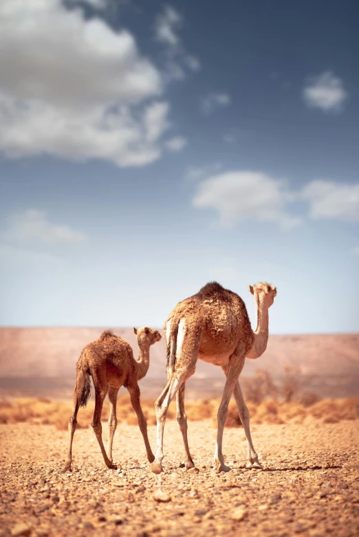 two camel standing in an open desert area