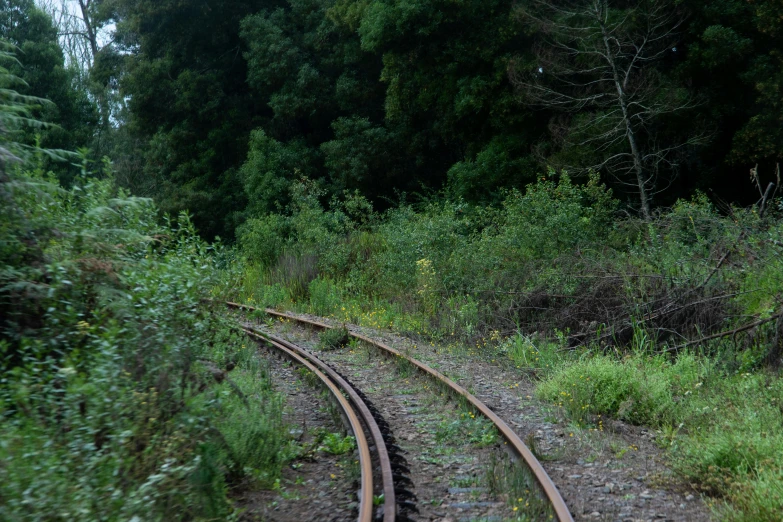 the view from a moving train in the forest