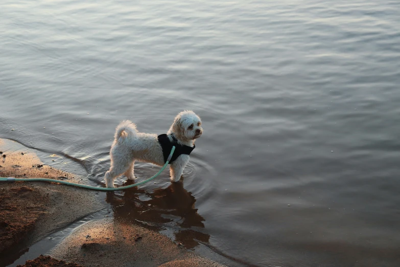 a dog in a jacket holding a rope by the water