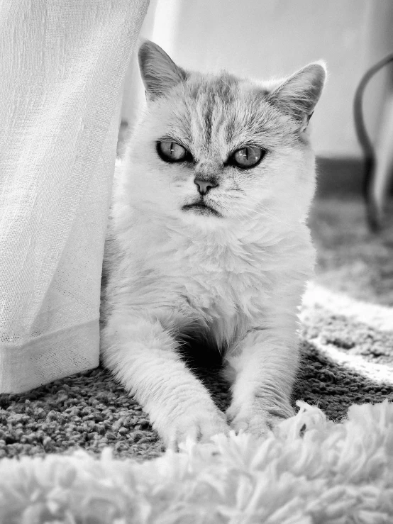 a white cat sitting on the floor of a room with a curtain in the background