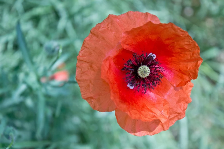 an orange poppy flower surrounded by grass and flowers