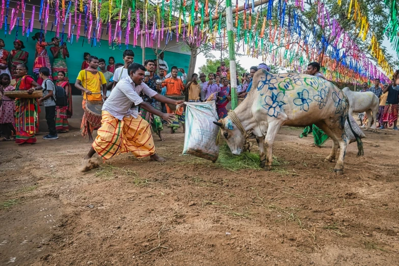 people are watching cattle being put in a cage