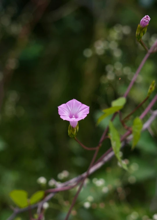 there is a pink flower growing out of some plants