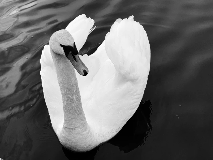 a swan swims on a pond in black and white