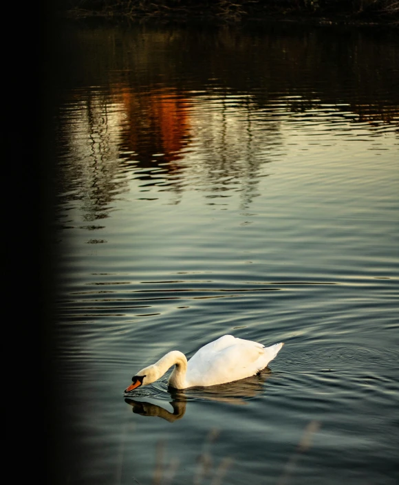 the swan is swimming on the calm water