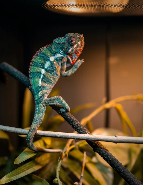 a green and orange lizard sitting on top of a tree nch