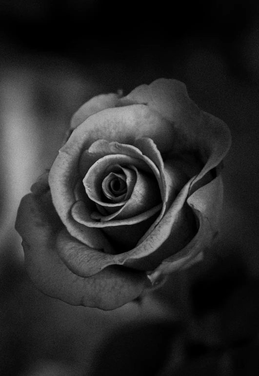 an artistic black and white picture with a rose