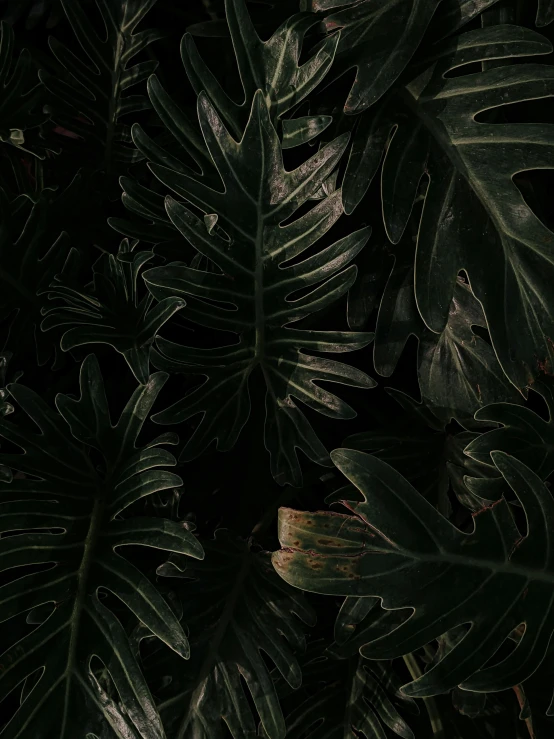a dark tropical forest with green leaves