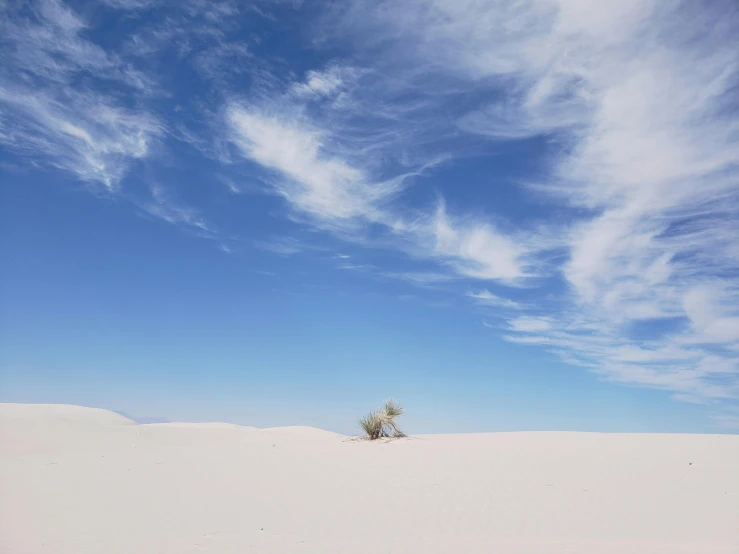 a single tree standing in a field near the ocean