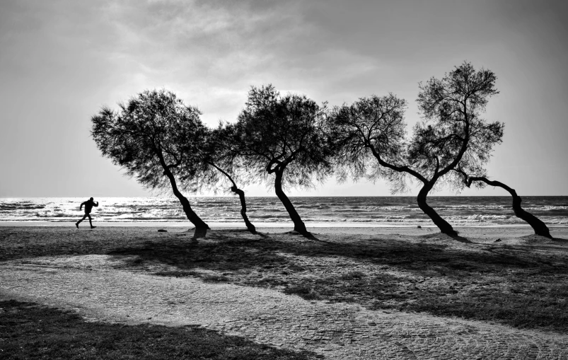 four trees in black and white at the beach