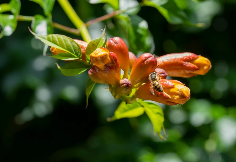 an orange flower with a bee sitting on it