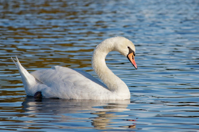 the swan has its neck curled and is swimming in the water