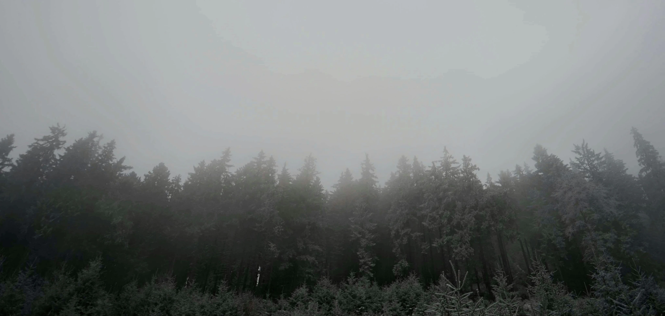a group of trees that are surrounded by fog