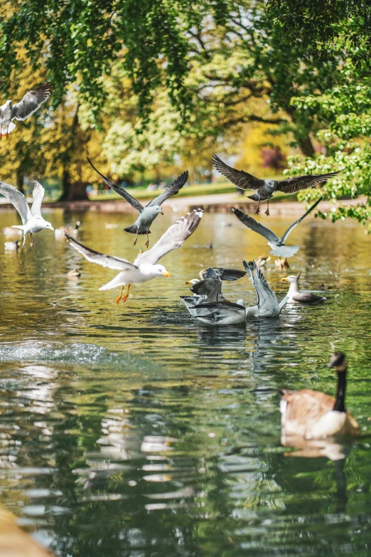 a flock of birds flying over a lake next to trees